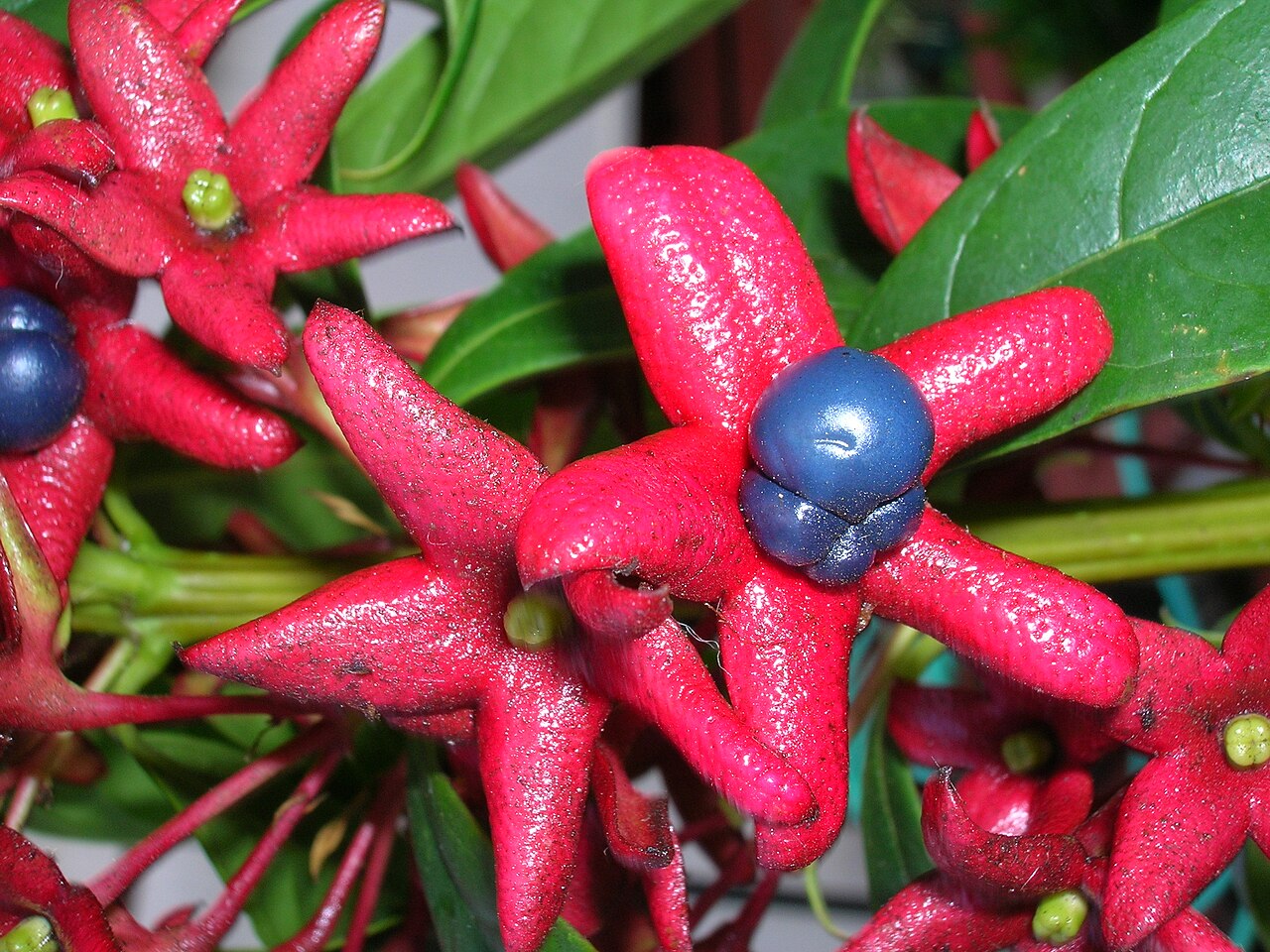 Turk's turbin: Clerodendrum indicum (flowers and fruit). Location: Oahu, Bishop Museum