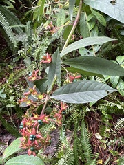 Turk's turbin (Clerodendrum indicum)