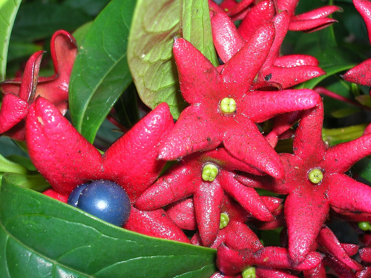 Turk's turbin: Clerodendrum indicum (flowers and fruit). Location: Oahu, Bishop Museum