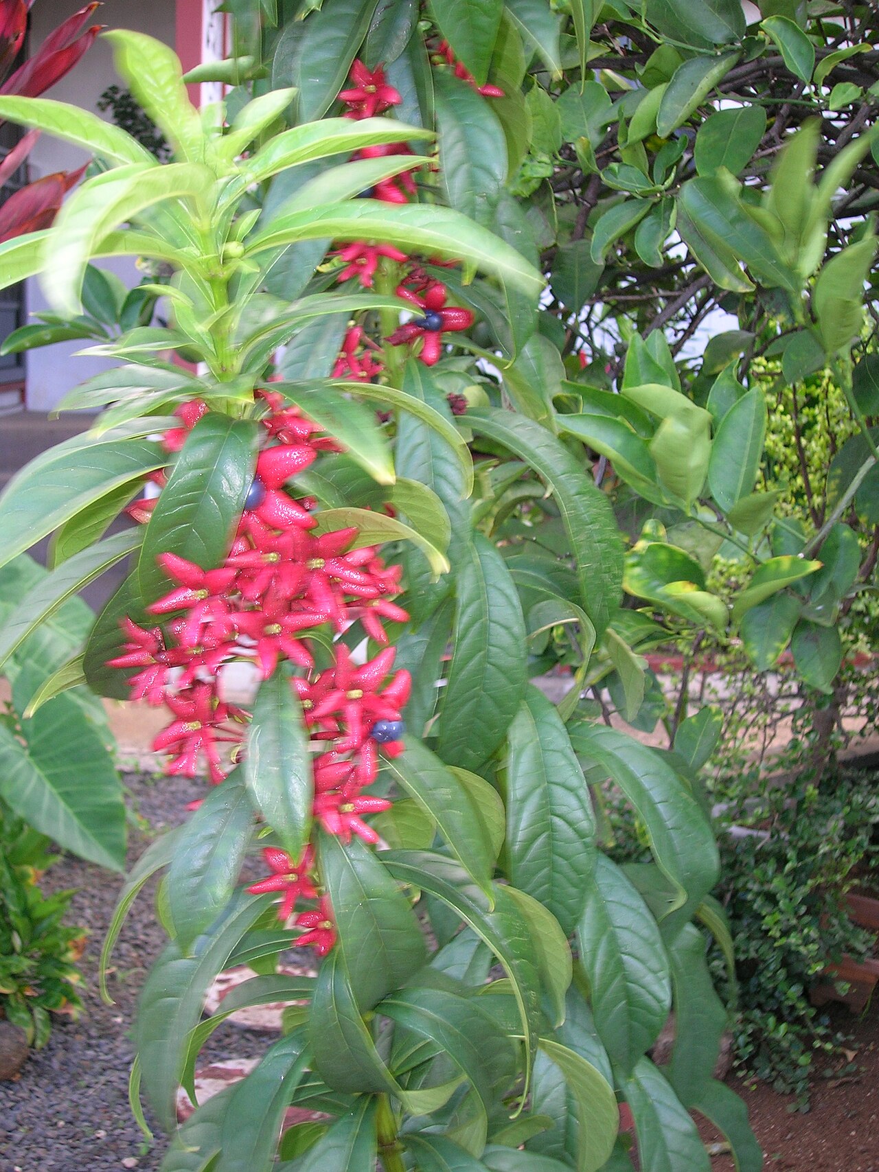 Turk's turbin: Clerodendrum indicum (habit). Location: Oahu, Bishop Museum