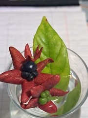 Turk's turbin (Clerodendrum indicum)