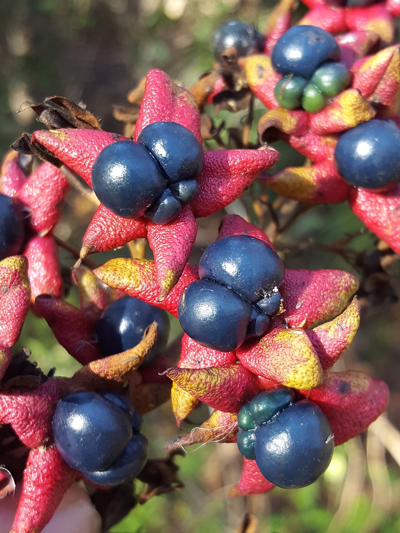 Turk's turbin: Turk's Turban ( Clerodendrum indicum ) in the United States