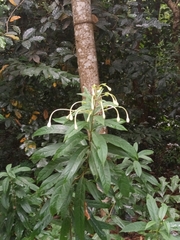 Turk's turbin (Clerodendrum indicum)