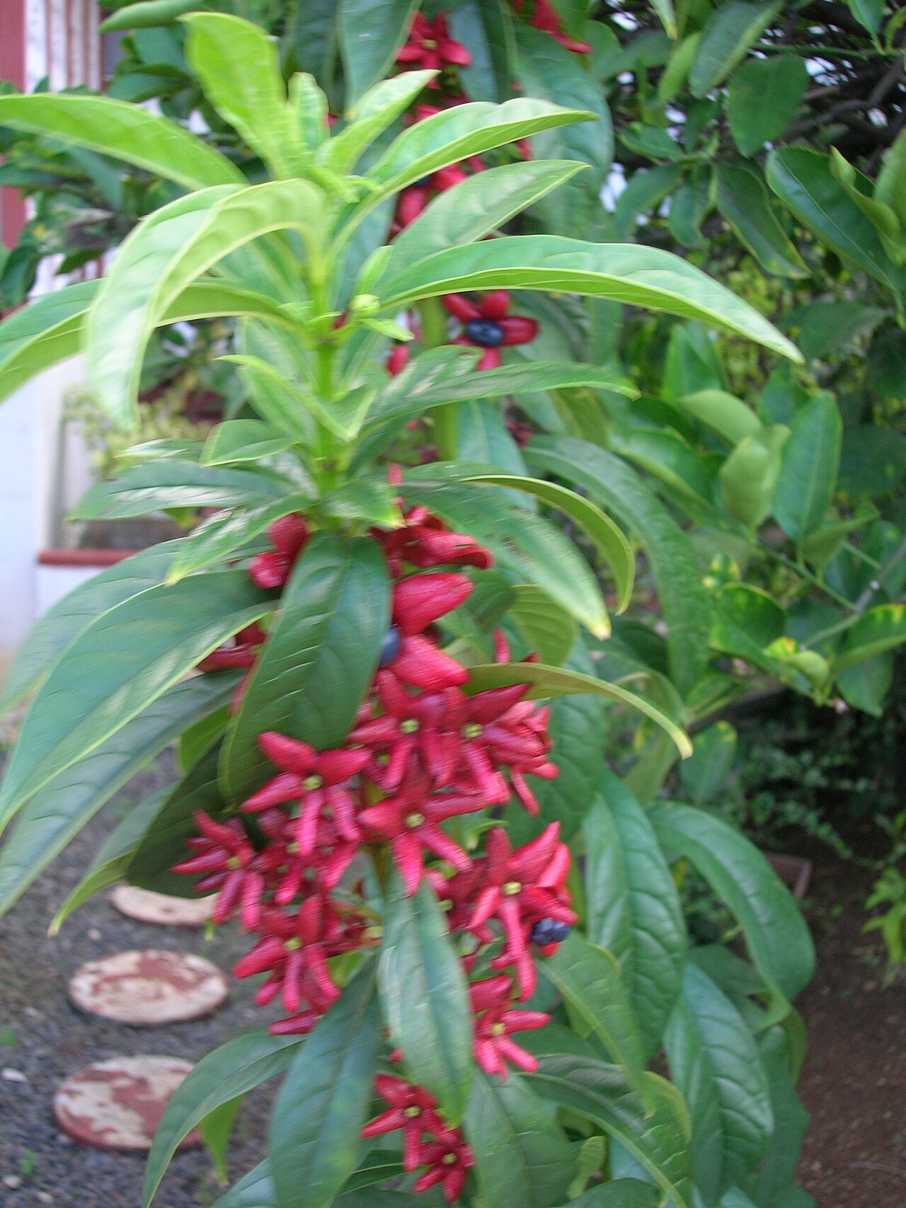 Turk's turbin: Clerodendrum indicum (habit). Location: Oahu, Bishop Museum