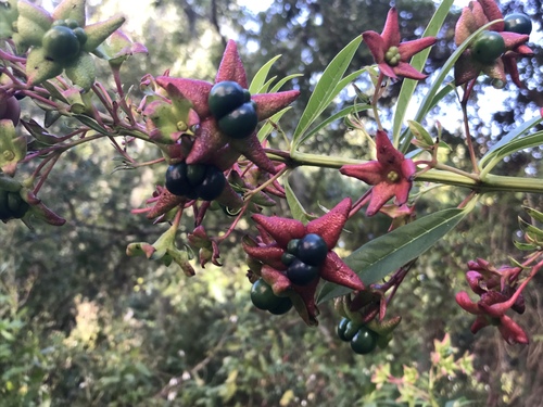 Turk's turbin (Clerodendrum indicum)