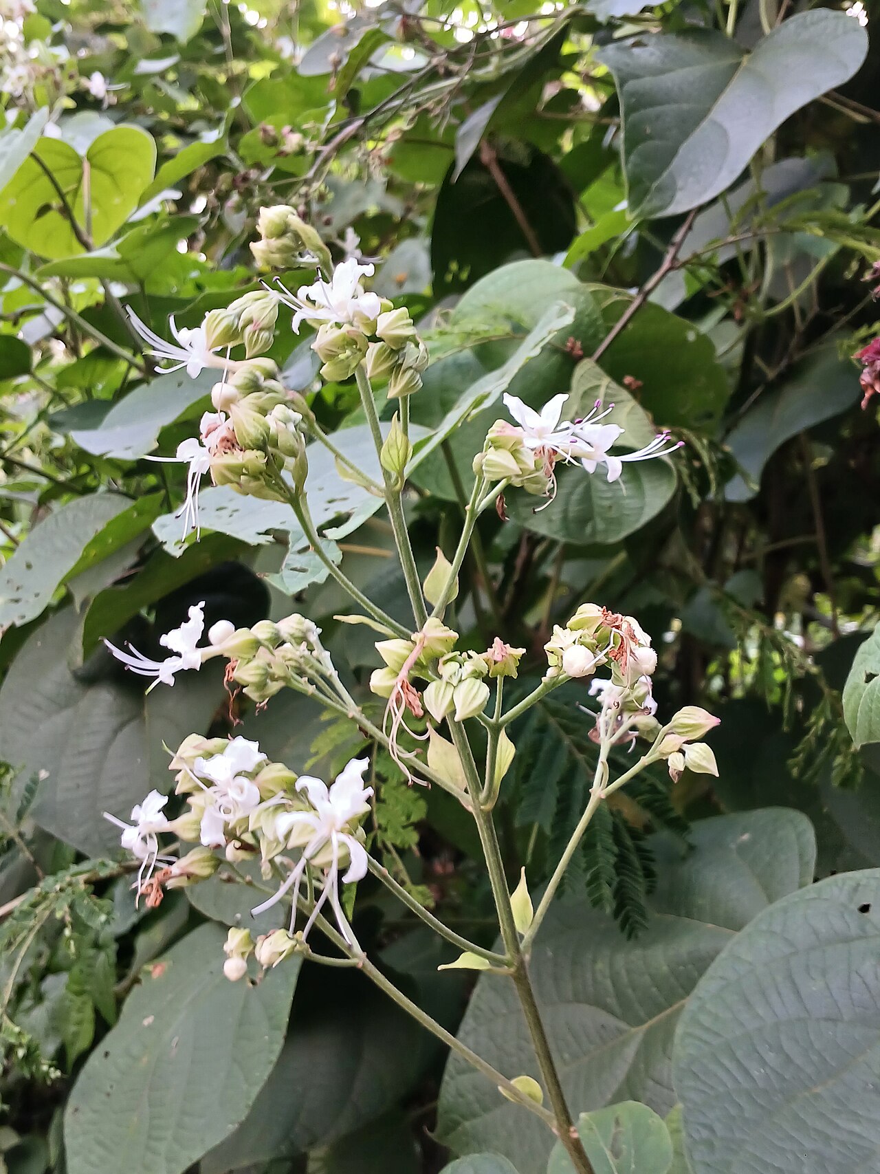 Hill glory bower: This plant observed by Karamaram thattu