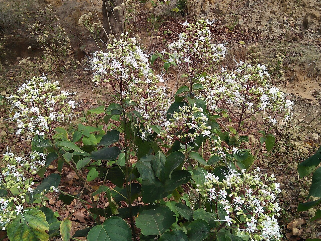 Hill glory bower: A plant under the family Lamiaceae.