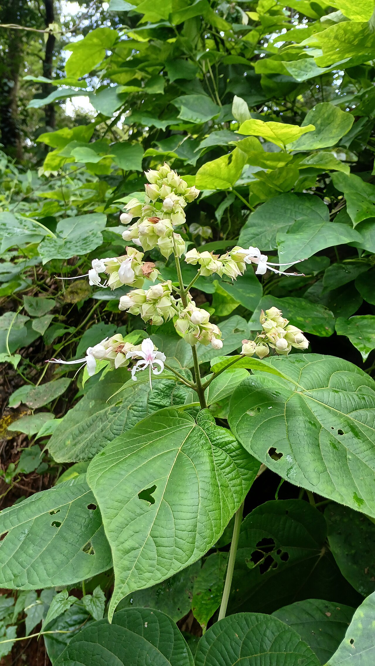 Hill glory bower: Clerodendrum infortunatum
