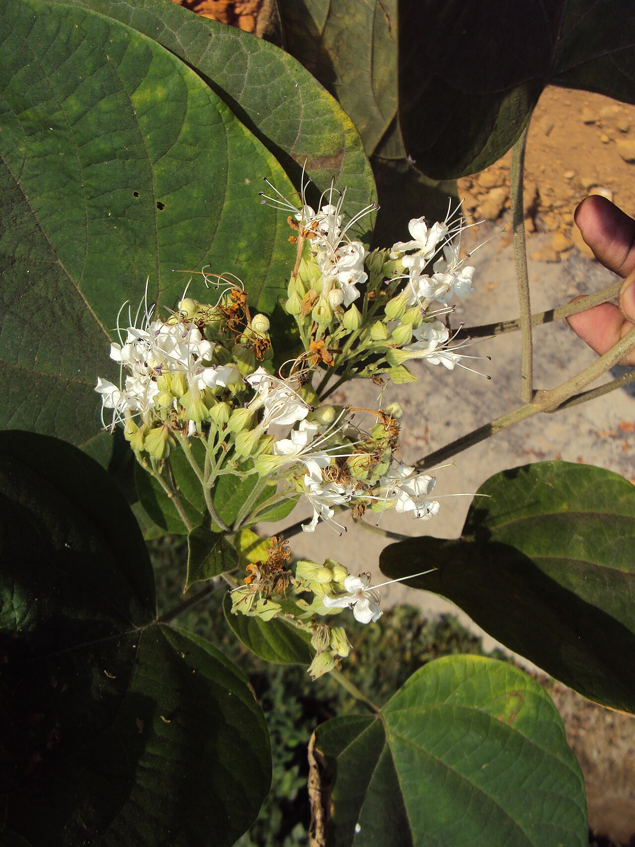 Hill glory bower: Photos by Vinayaraj