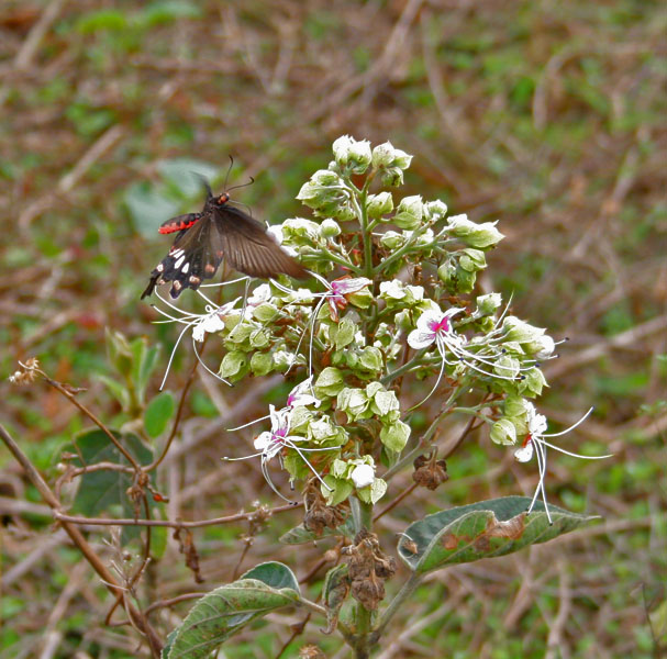 Hill glory bower: Common Rose Pachliopta aristolochiae on Clerodendrum viscosum at Samsing in Darjeeling district of West Bengal , India .