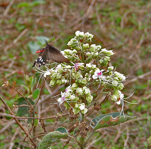 Hill glory bower: Common Rose Pachliopta aristolochiae on Clerodendrum viscosum at Samsing in Darjeeling district of West Bengal , India .