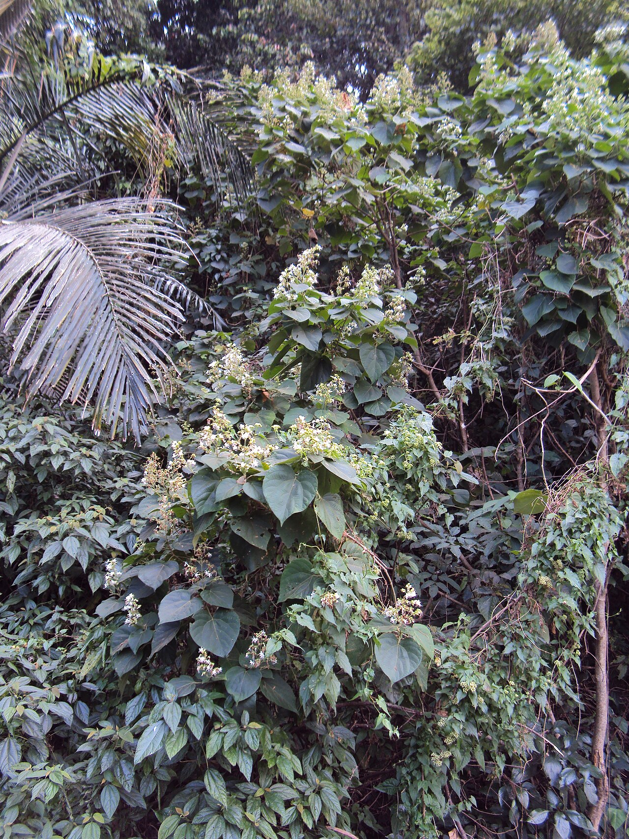 Hill glory bower: Photos by Vinayaraj