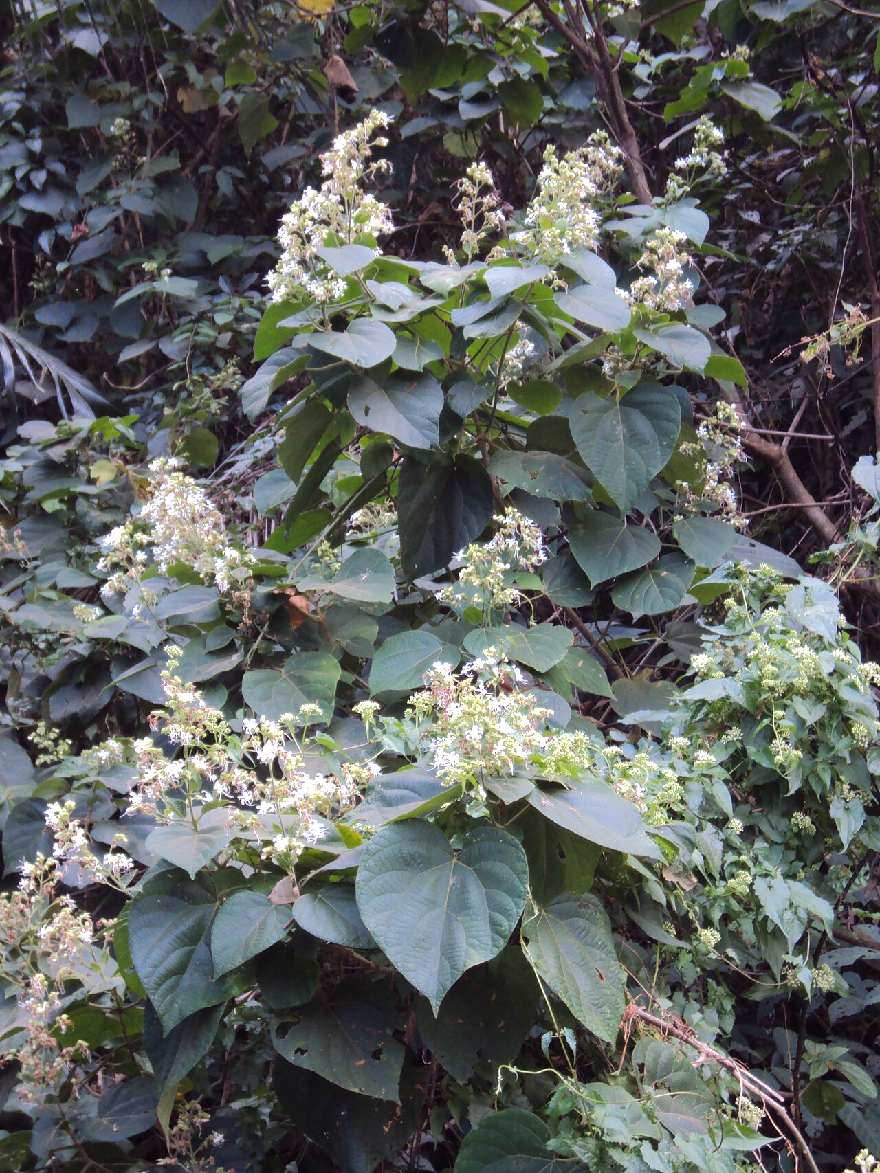 Hill glory bower: Photos by Vinayaraj