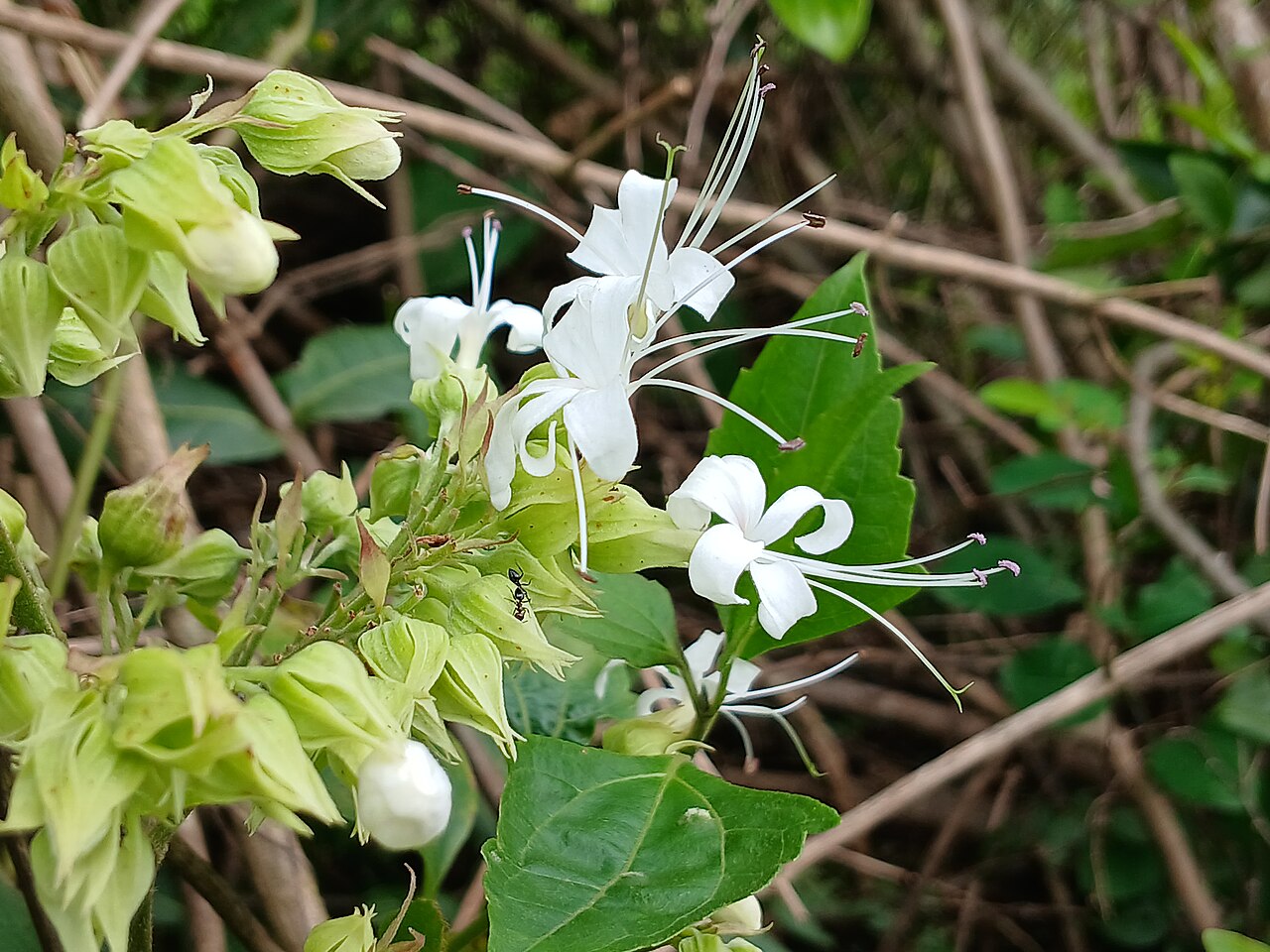 Hill glory bower: Clerodendrum infortunatum