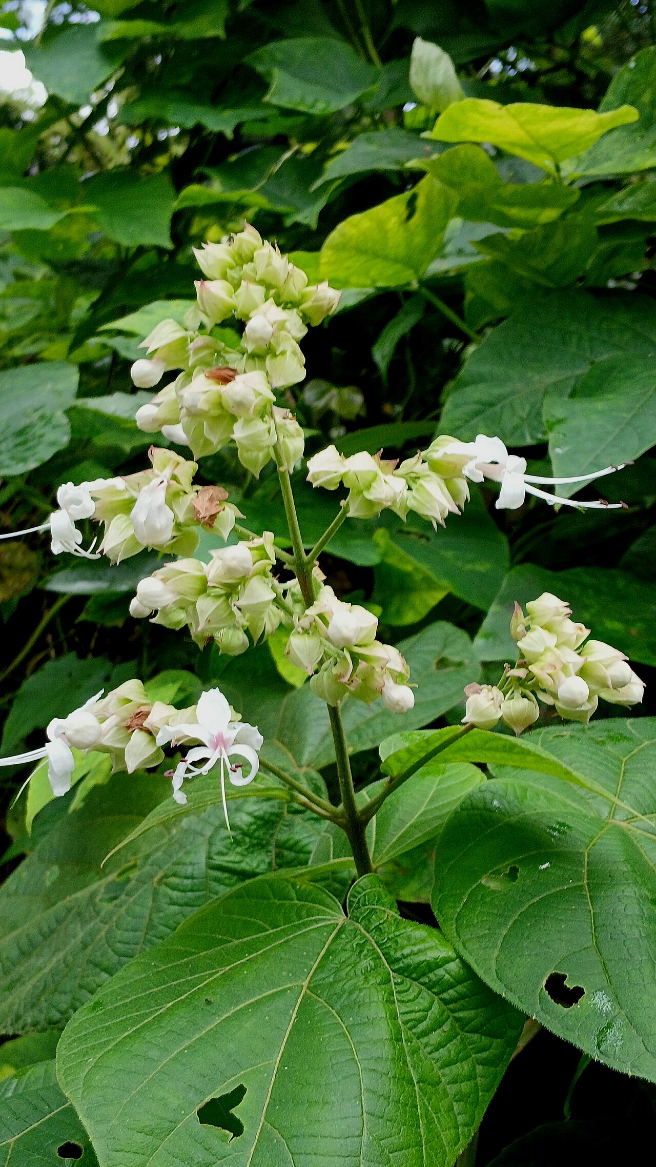 Hill glory bower: Clerodendrum infortunatum