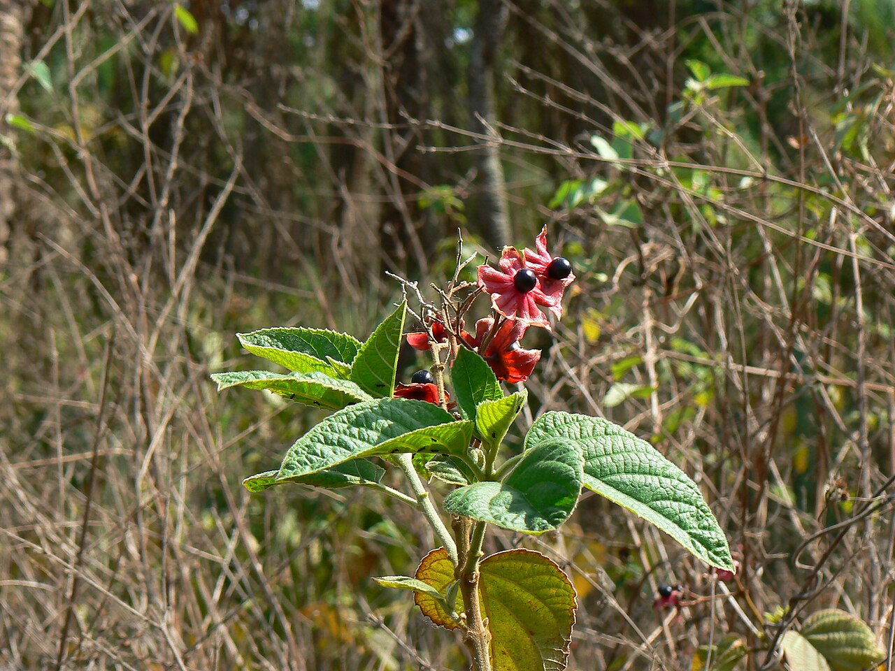 Hill glory bower: Verbenaceae (verbena, or vervain family) » Clerodendrum viscosum kler-oh-DEN-drum -- meaning, chance (or luck) tree vis-KOH-sum -- meaning, sticky commonly know