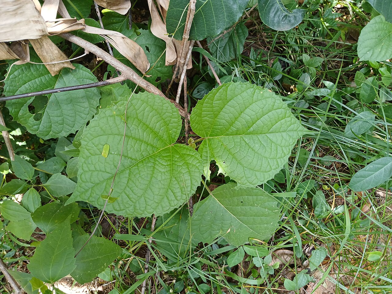 Hill glory bower: This plant observed by Vellur