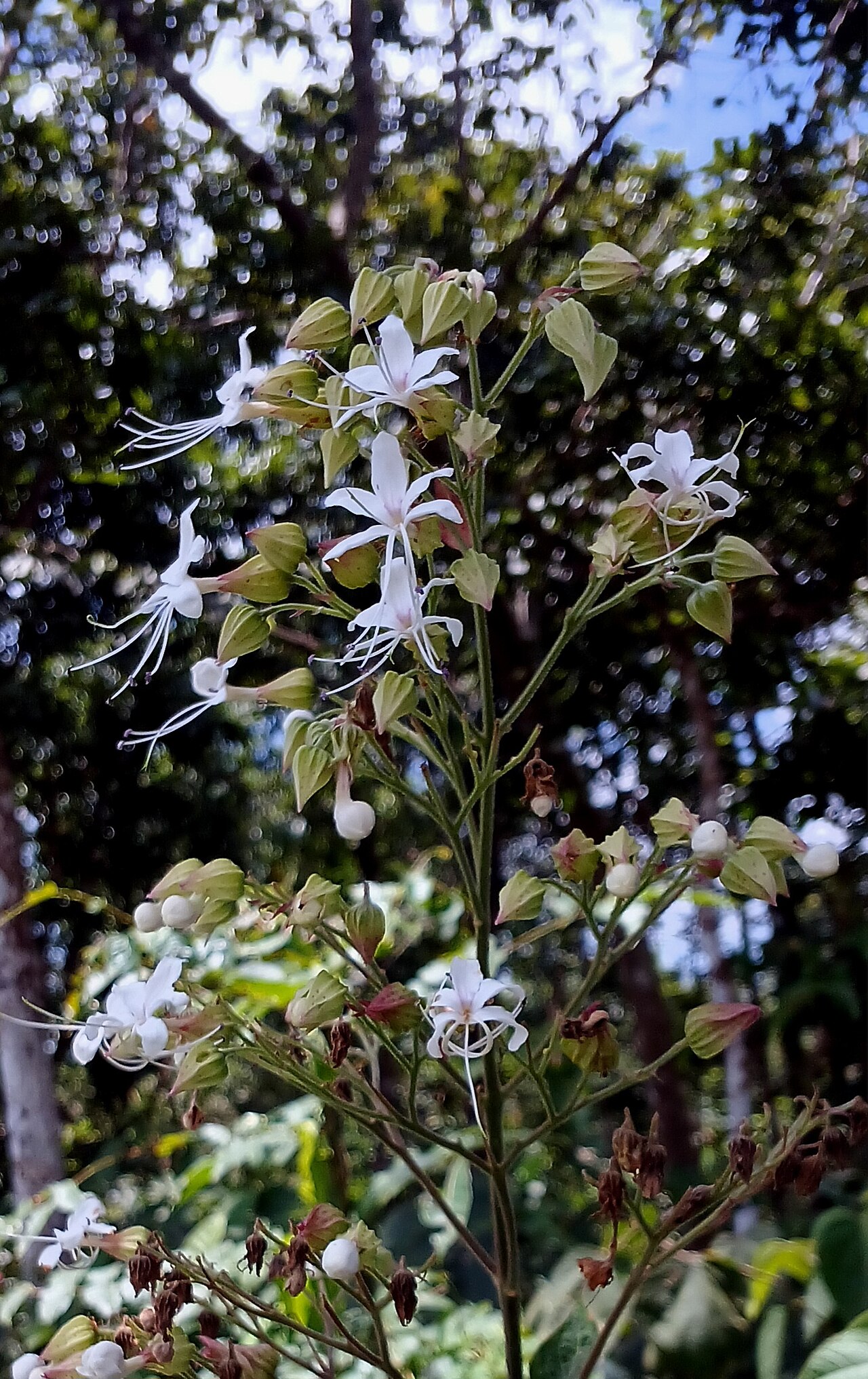 Hill glory bower: Clerodendrum infortunatam