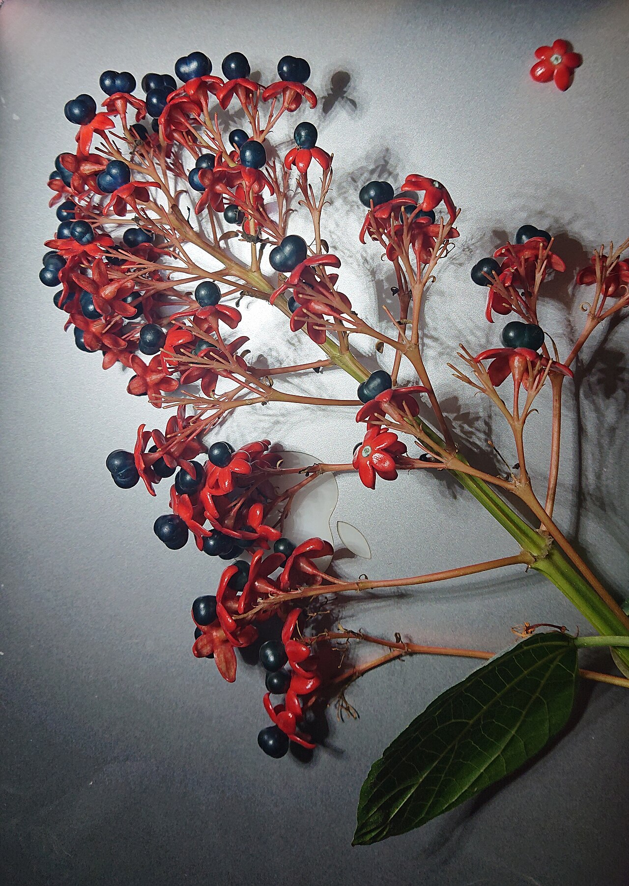 Clerodendrum intermedium: Flowers of the Clerodendrum intermedium, locally known as kasupangil in the Philippines.