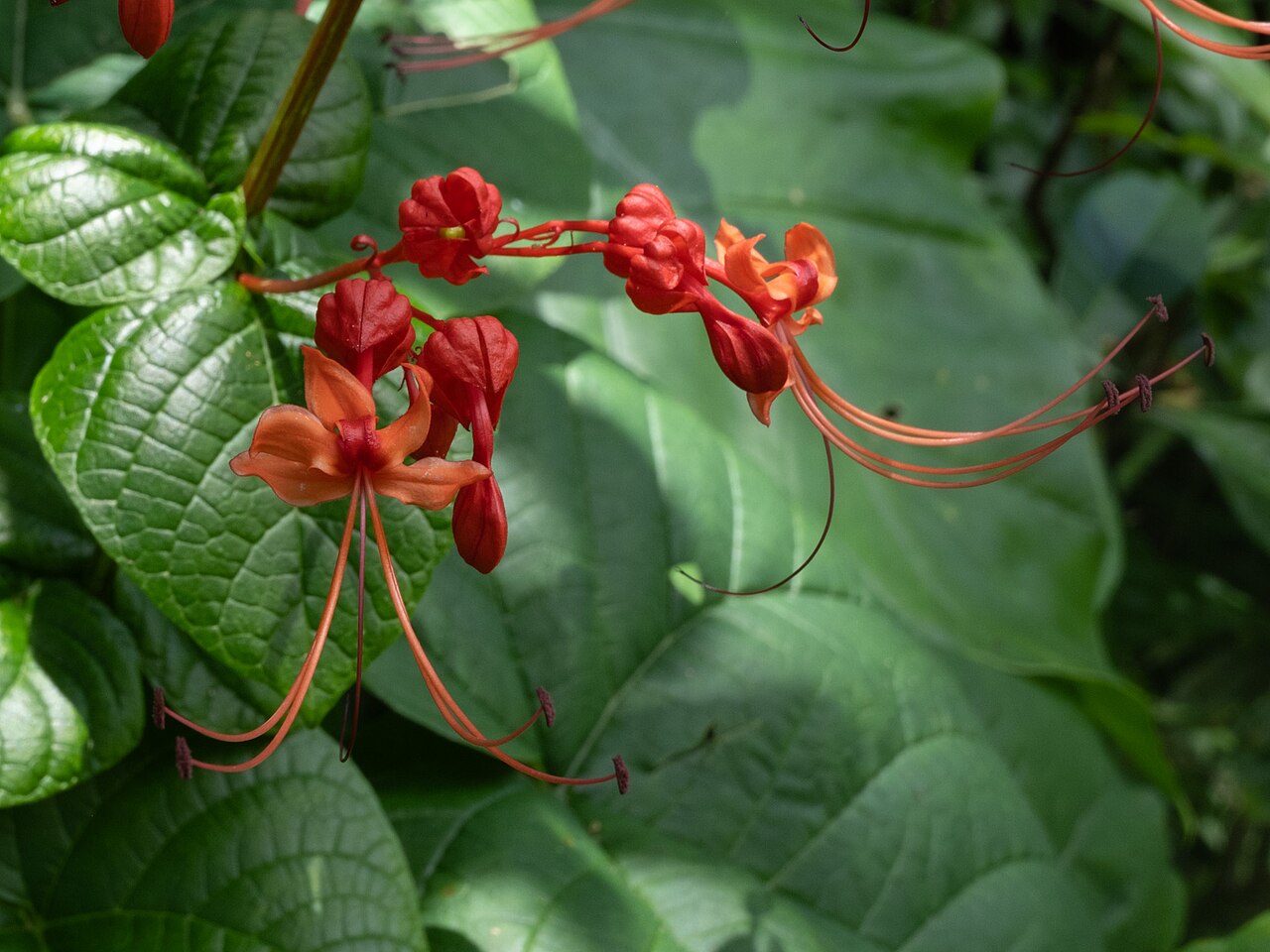 Japanese glorybower: Japanese Glorybower ( Clerodendrum japonicum ) in Hong Kong