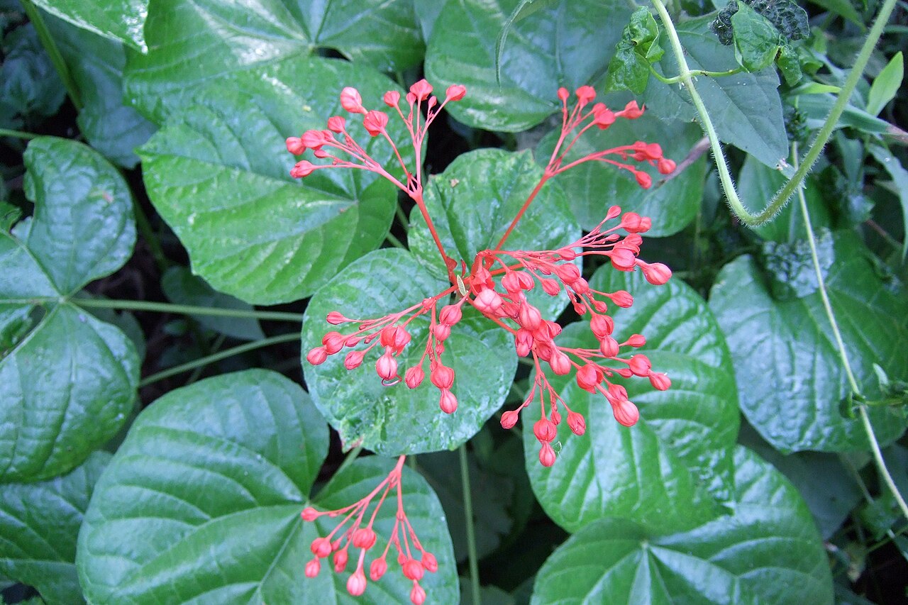 Japanese glorybower: Clerodendrum kaempferi , lêng-chûn-hoe, photo taken in Taiwan . Clerodendrum kaempferi is a synonym of Clerodendrum japonicum . Reference