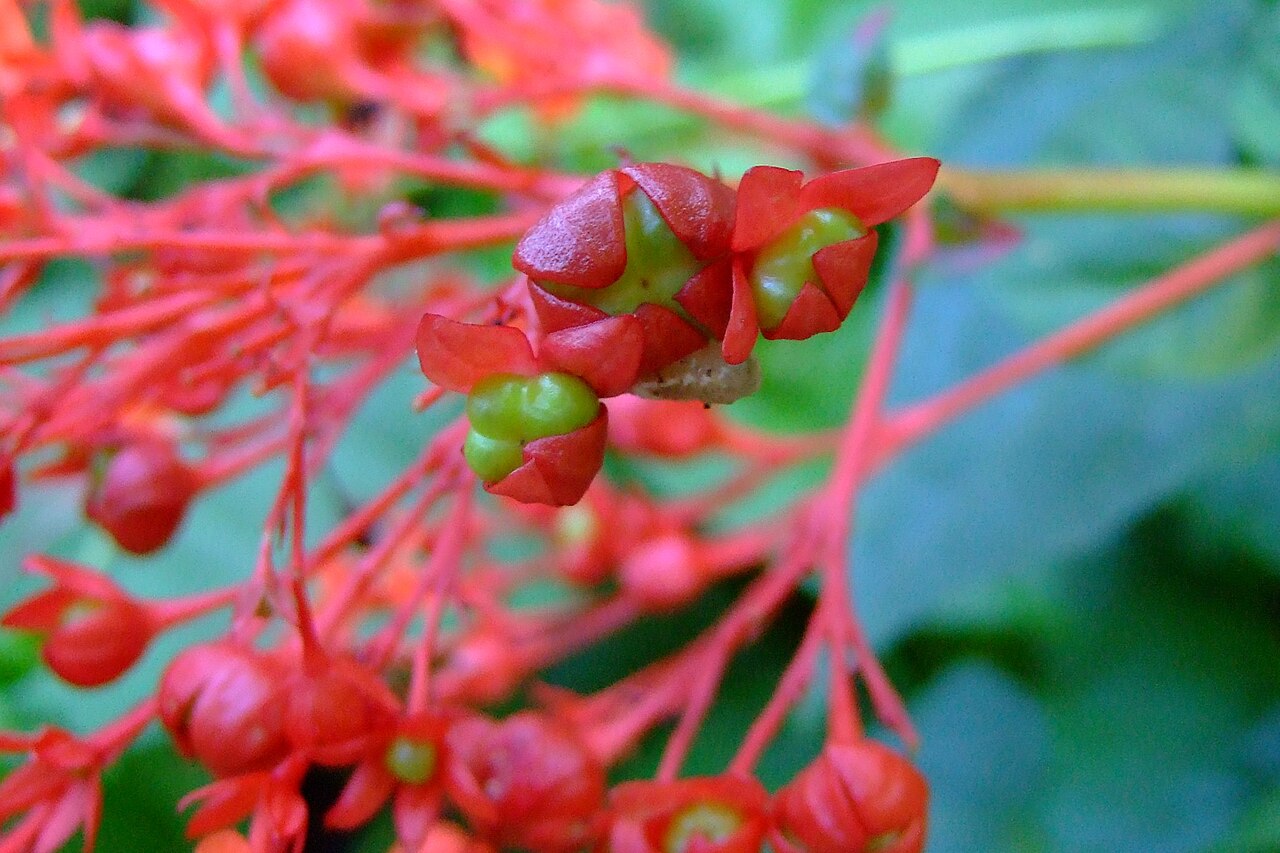 Japanese glorybower: Clerodendrum kaempferi , photo in Taiwan . Clerodendrum kaempferi is a synonym of Clerodendrum japonicum . Reference