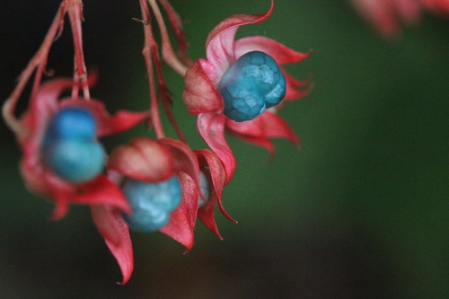 Japanese glorybower (Clerodendrum japonicum)