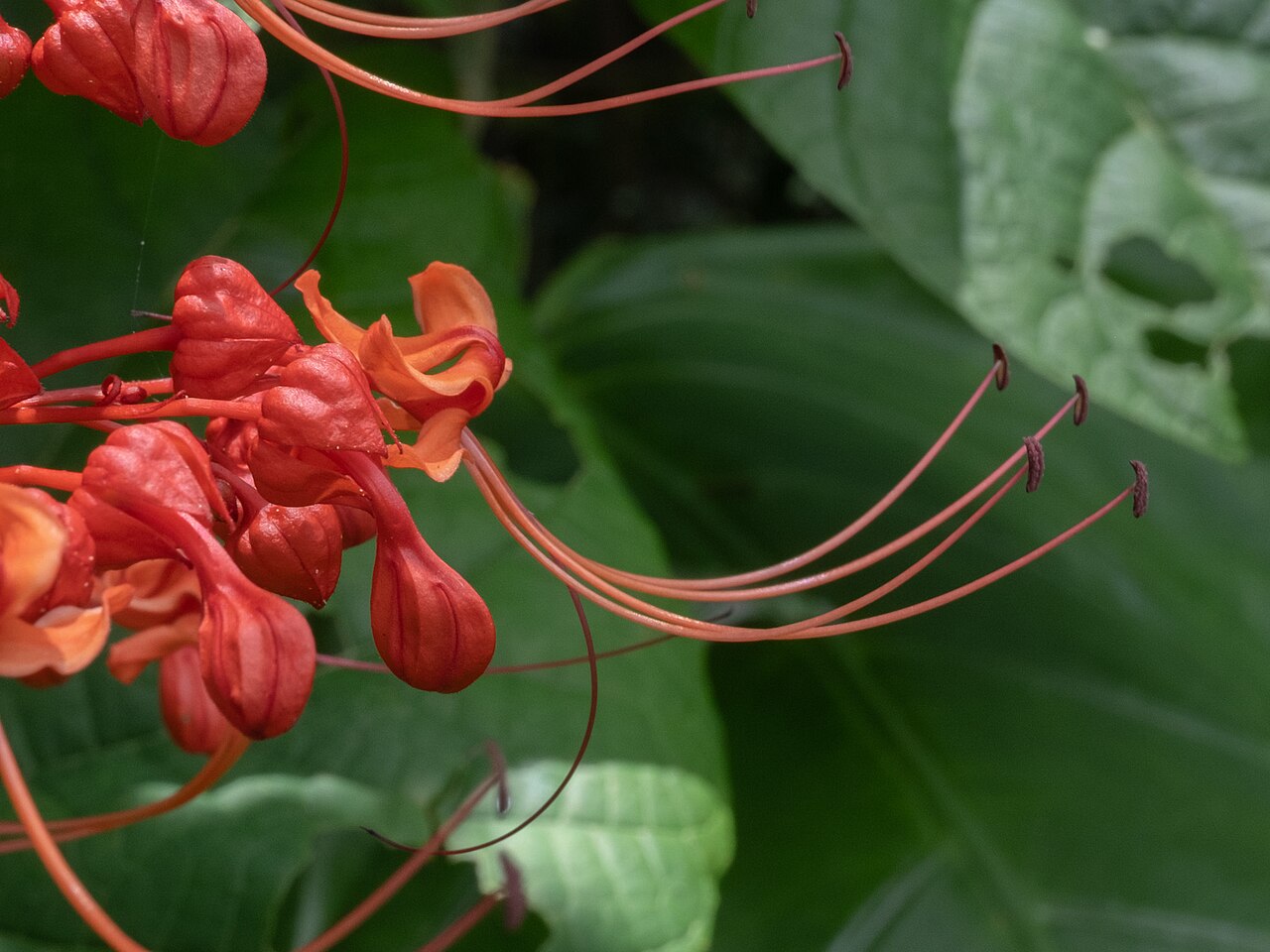 Japanese glorybower: Japanese Glorybower ( Clerodendrum japonicum ) in Hong Kong