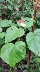 Japanese glorybower (Clerodendrum japonicum)