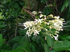 Japanese glorybower (Clerodendrum japonicum)