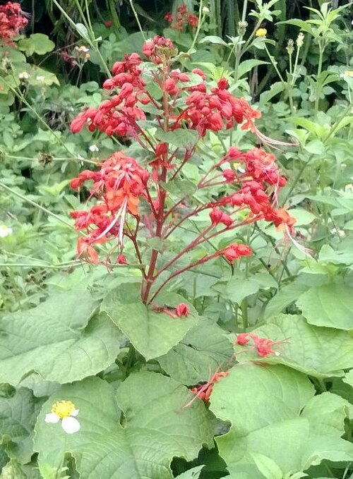 Japanese glorybower: Clerodendrum japonicum flowers