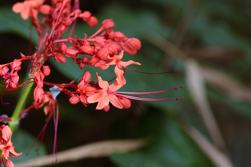 Japanese glorybower (Clerodendrum japonicum)