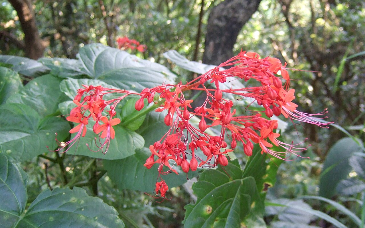 Japanese glorybower: Clerodendrum kaempferi , photo taken in Taiwan . Clerodendrum kaempferi is a synonym of Clerodendrum japonicum . Reference