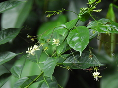 Wallich's glorybower (Clerodendrum laevifolium)