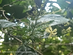 Wallich's glorybower (Clerodendrum laevifolium)