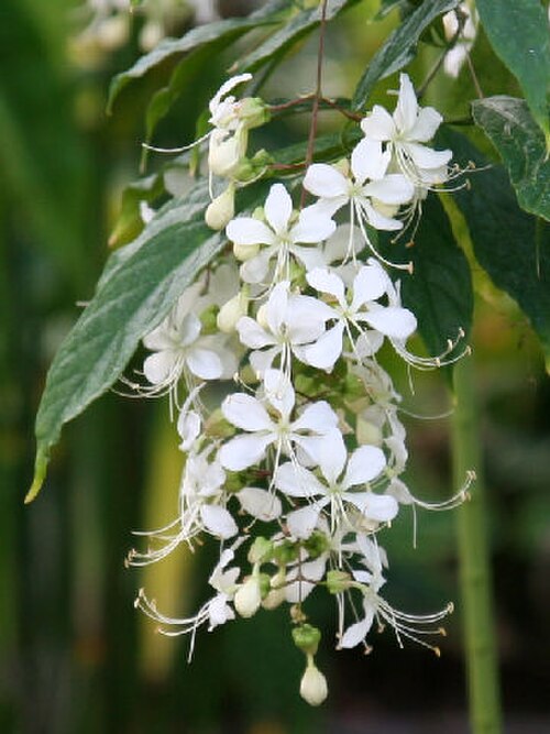 Wallich's glorybower: Clerodendrum wallichii