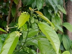 Wallich's glorybower (Clerodendrum laevifolium)