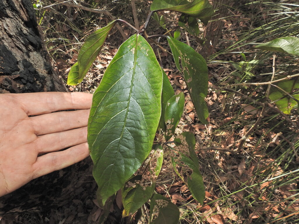 Clerodendrum longiflorum (Clerodendrum longiflorum)