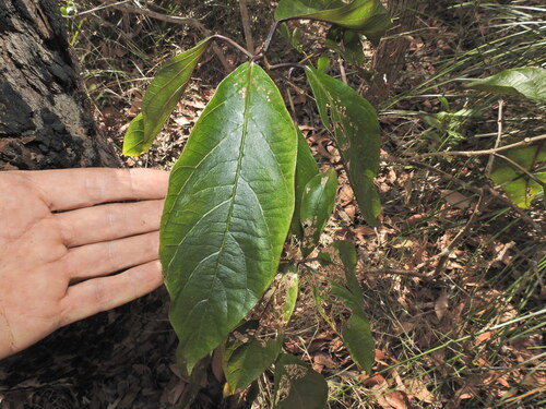 Clerodendrum longiflorum (Clerodendrum longiflorum)