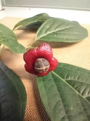 Clerodendrum longiflorum (Clerodendrum longiflorum)