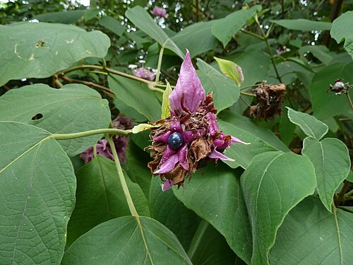 Velvetleaf glorybower: Clerodendrum macrostegium at Ho'omaluhia Botanical Garden in Kane'ohe, HI. It's on a Hawaii's most invasive plants list