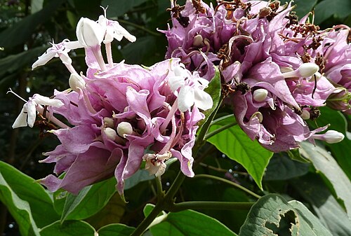 Velvetleaf glorybower: Clerodendrum macrostegium at Ho'omaluhia Botanical Garden in Kane'ohe, HI. It's on a Hawaii's most invasive plants list