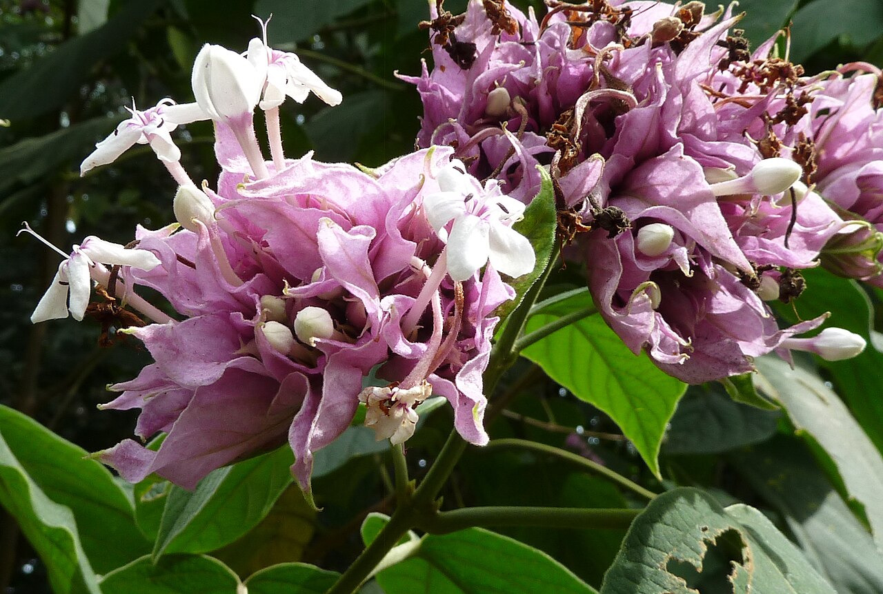 Velvetleaf glorybower: Clerodendrum macrostegium at Ho'omaluhia Botanical Garden in Kane'ohe, HI, USA