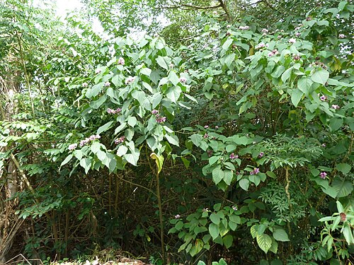 Velvetleaf glorybower: Clerodendrum macrostegium at Ho'omaluhia Botanical Garden in Kane'ohe, HI. It's on a Hawaii's most invasive plants list