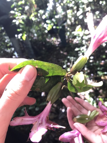 Clerodendrum magnoliifolium (Clerodendrum magnoliifolium)