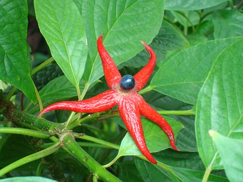 Clerodendrum minahassae: Picture of Clerodendrum minahassae