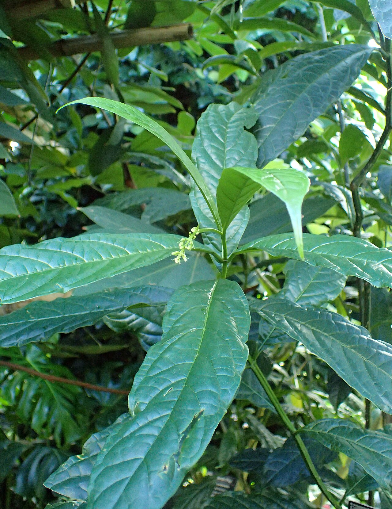 Clerodendrum nutans: Clerodendrum nutans in Boltz Conservatory, Madison, Wi