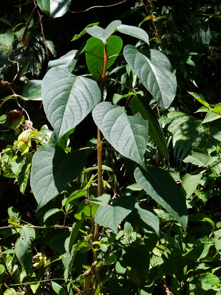 Clerodendrum ohwii (Clerodendrum ohwii)