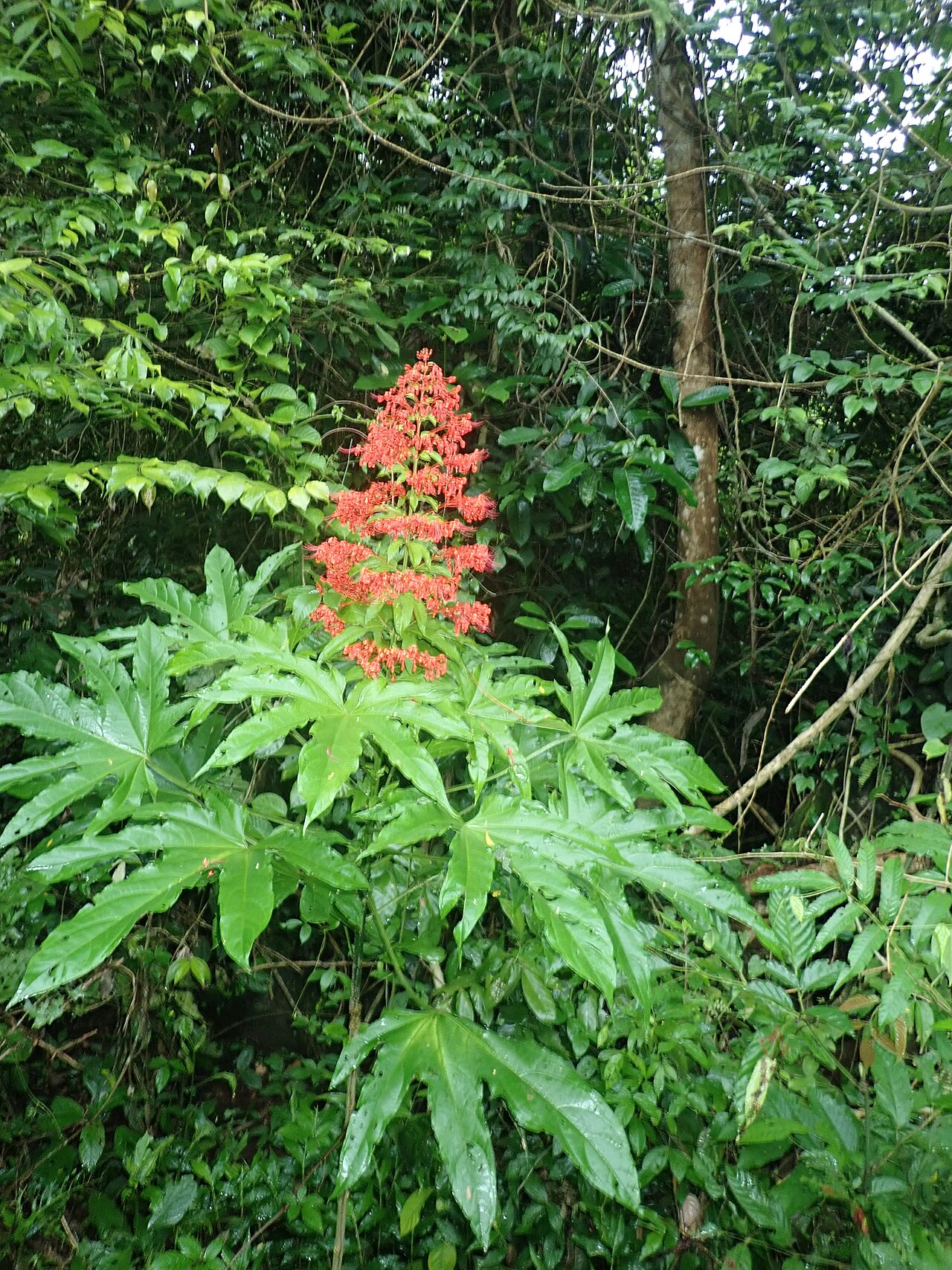 Clerodendrum palmatolobatum: OLYMPUS DIGITAL CAMERA