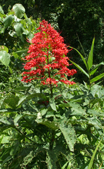 Clerodendrum palmatolobatum (Clerodendrum palmatolobatum)